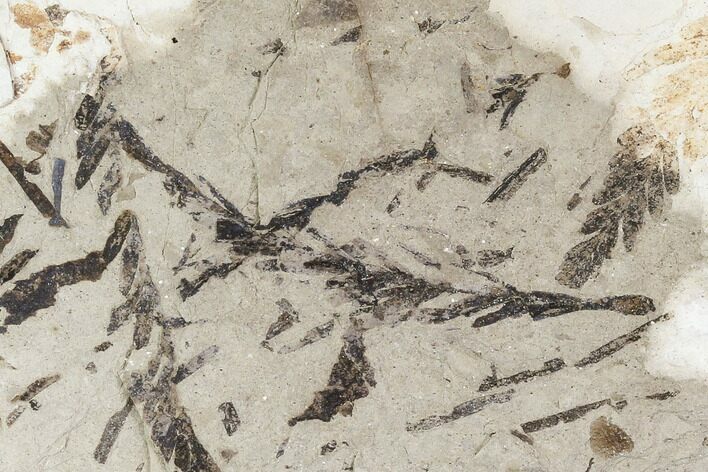 Metasequoia Fossil Plate - Cache Creek, BC #110904
